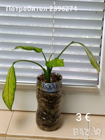  Дифенбахия, Сентполия, Алое вера, снимка 8 - Стайни растения - 46264327