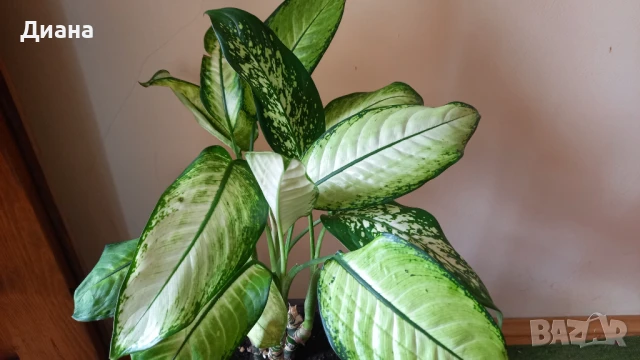 Дифенбахия микс, снимка 2 - Стайни растения - 51200719