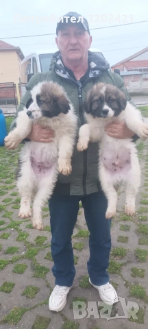 каракачанска овчарка , снимка 3 - Каракачанска овчарка - 53059817