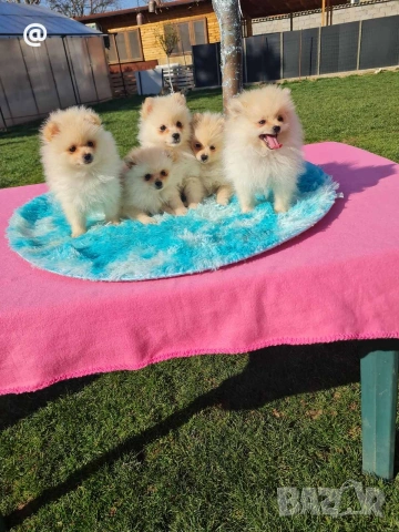 Померан померанчета снимки н от днес 15.03.2026г Гр. София, снимка 7 - Померан - 53847266