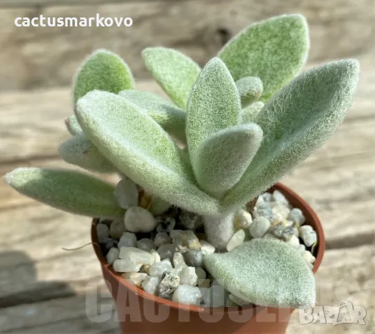 Kalanchoe eriophylla, снимка 1 - Стайни растения - 48011678