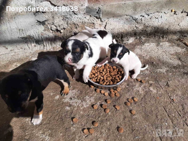 уникални кученца подарявам!, снимка 7 - Други - 53719470