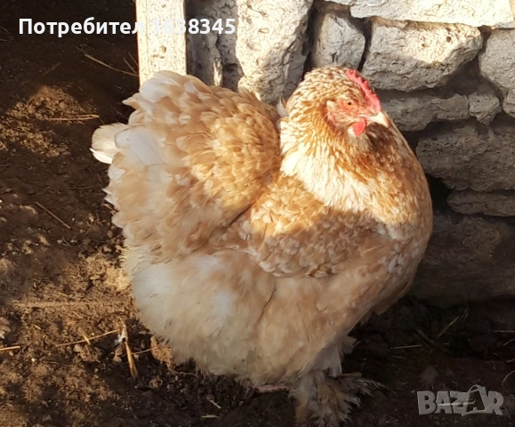 КОХИН СТАНДАРТ , снимка 2 - Кокошки и пуйки - 53754415