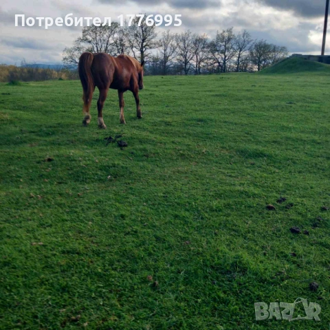 Продавам жребец, снимка 3 - Коне - 54294994