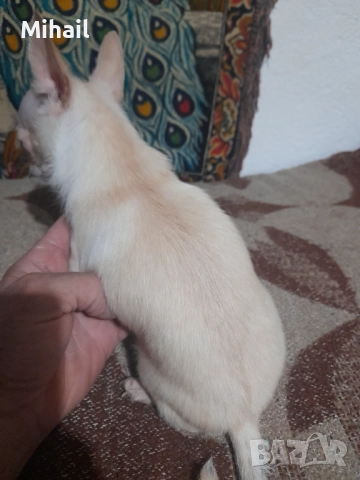 Продавам чихуахуа, снимка 9 - Чихуахуа - 52654005