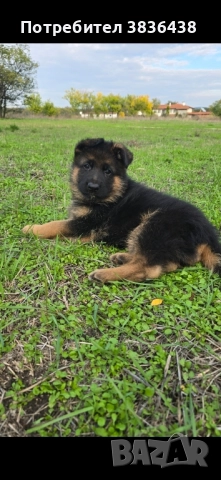 Чистокръвни немски овчарки, снимка 8 - Немска овчарка - 52158703