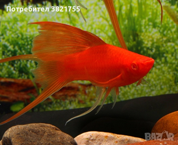 Декоративни рибки, хелер, хелер албино ред, снимка 6 - Рибки - 52128609