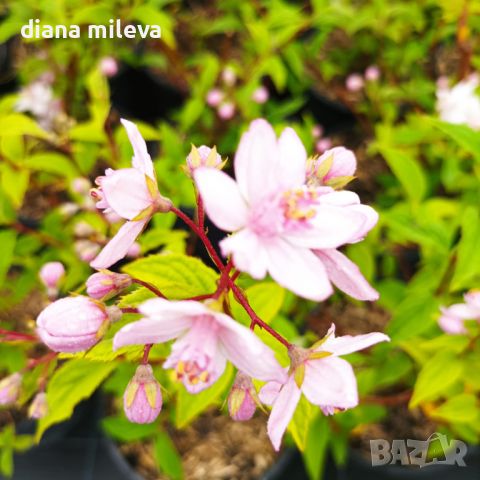 Дойция, Deutzia hybrida 'Mont Rose', снимка 9 - Градински цветя и растения - 42798741