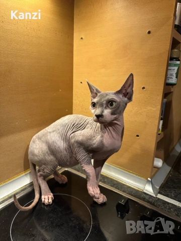 Сфинкс Sphynx, снимка 5 - Сфинксове - 53039186