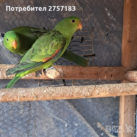 продавам червенокрили папагали чифт, снимка 2 - Папагали - 53054076