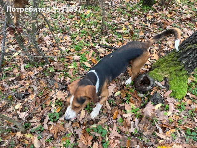 Продавам четири ловни гончета , снимка 15 - Гонче - 52538759