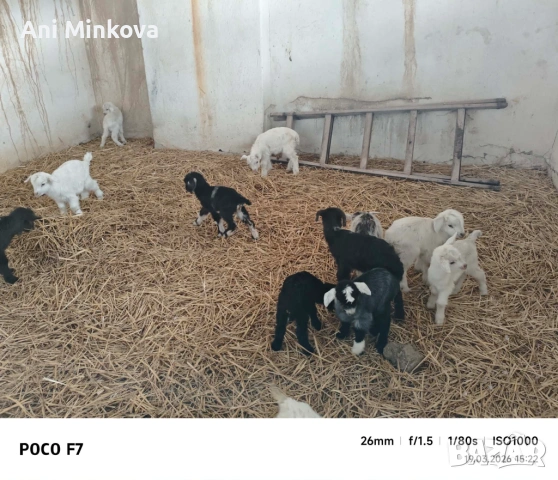 Здравейте продавам ярета на няколко дни сукалчета за доотглеждане както и за колене, снимка 3 - Кози - 53915803