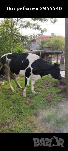 Крава, черношарена, снимка 2 - Крави - 45506827