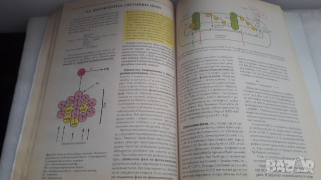 Учебник Биология 9 клас Булвест 2000, снимка 8 - Учебници, учебни тетрадки - 45081442