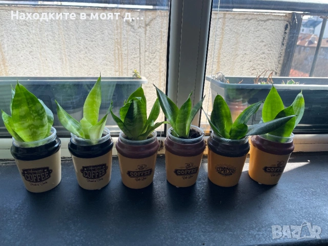 Сенсевиера в метална или керамична кашпа, снимка 4 - Стайни растения - 53720163