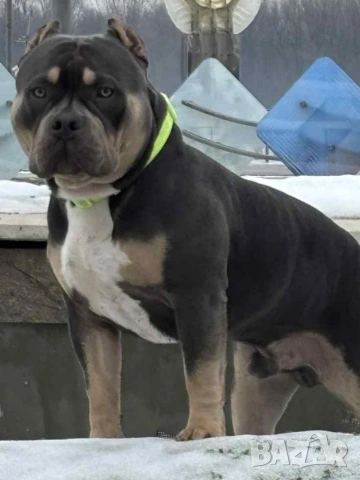 Американско Покет Були , снимка 4 - Други - 52643138