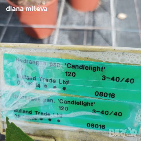 Хортензия Кандилайт, Hydrangea paniculata Candlllight за супер слънце!!, снимка 8 - Градински цветя и растения - 42539664