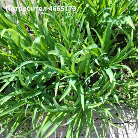 Хеморокалис  Градинско Цвете, снимка 3 - Градински цветя и растения - 54110783