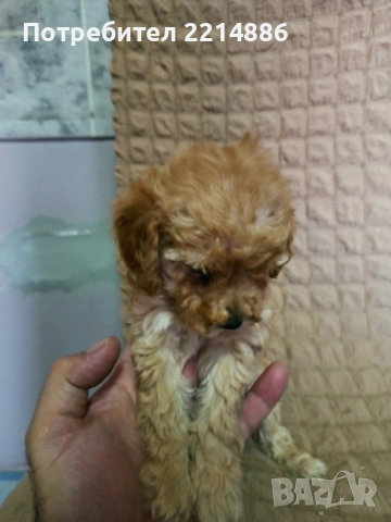 ПУДЕЛИ средни , снимка 1