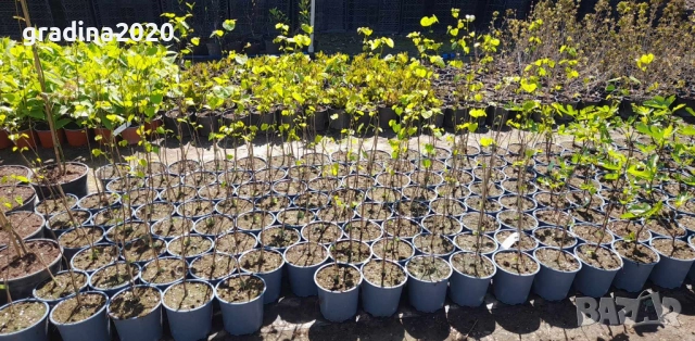 Див рожков (Cercis siliquastrum) Дърво на Юда, снимка 8 - Разсади - 49944845