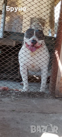 Продавам американско Були мъжко и женско , снимка 3 - Други - 51364621