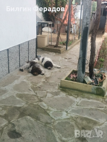 Лагото романьоло , снимка 4 - Други - 53052755