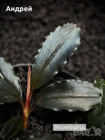 Буцефеландра , снимка 9 - Оборудване за аквариуми - 49664283