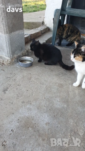 Черна котка на 6 месеца търси дом, снимка 4 - Други - 53116660