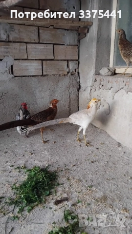 двойки червено златни и жълто златни фазани , снимка 4 - други­ - 52204680