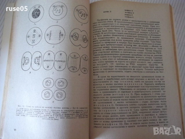 Книга "Обща хистология - Ст. Стефанов" - 252 стр., снимка 5 - Специализирана литература - 52792646