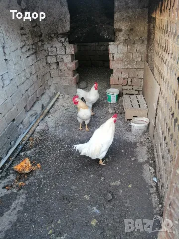 продавам петли, снимка 1