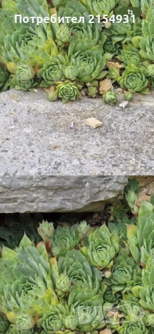 Сукуленти / Дебелец / Алпийска роза, снимка 2 - Градински цветя и растения - 36621042