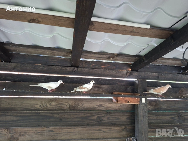 Продавам бяла  женска гугутка 