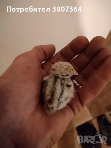 Яйца от пъдпъдъци разплодни и за консумация , снимка 4 - други­ - 52701949