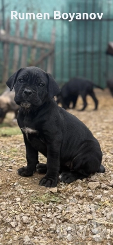 Кане Корсо , снимка 3 - Кане корсо - 52678102