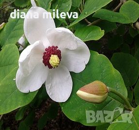  Магнолия сиеболди (Magnolia sieboldii), снимка 1 - Градински цветя и растения - 46495661