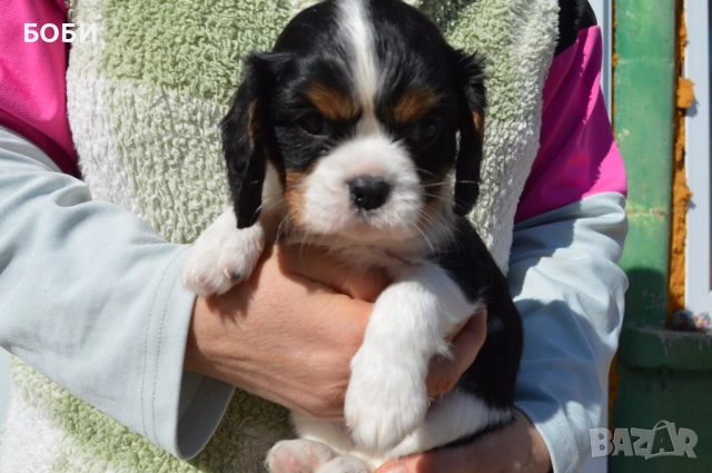 Кавалер Кинг Чарлз шпаньол, снимка 1