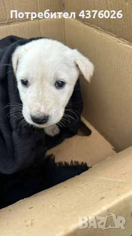 Намерено е малко кученце в Кранево , снимка 3 - Изгубени/намерени - 53454786