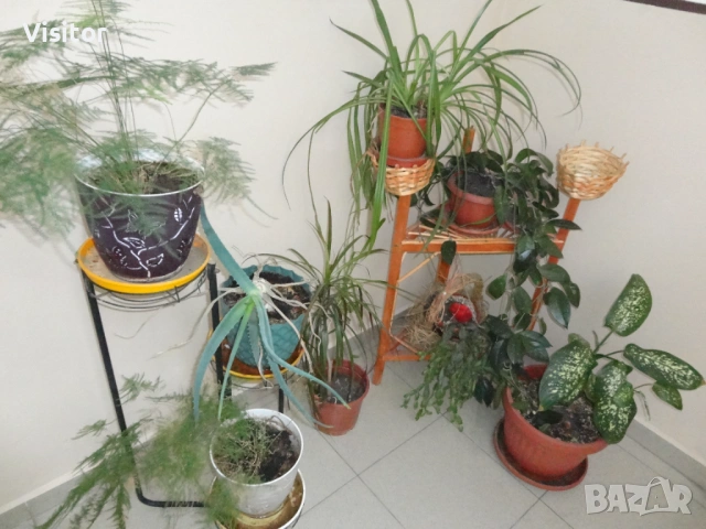 Sony Cyber-shot DSC-W570   16.1 МРх, снимка 12 - Фотоапарати - 53617567