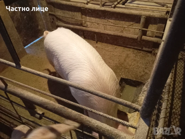 Домашно гледани прасета, снимка 2 - Прасета - 53008349