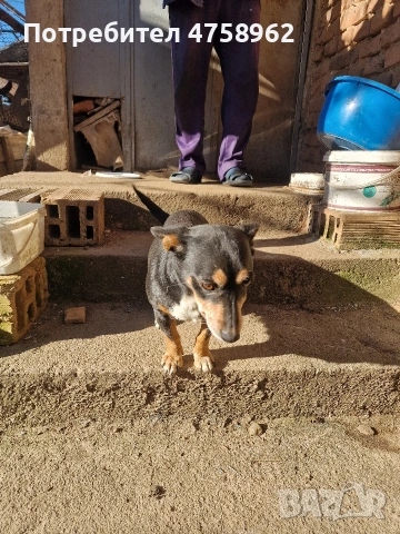 Пинчери, снимка 2 - Пинчер - 53757094