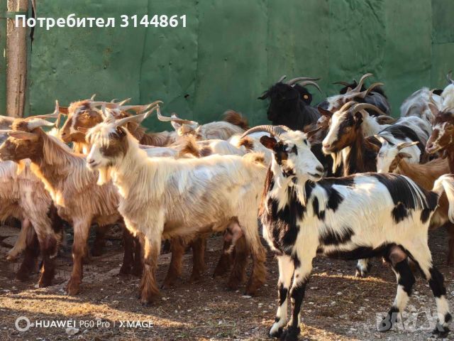 Витороги кози, снимка 1 - Кози - 46505109