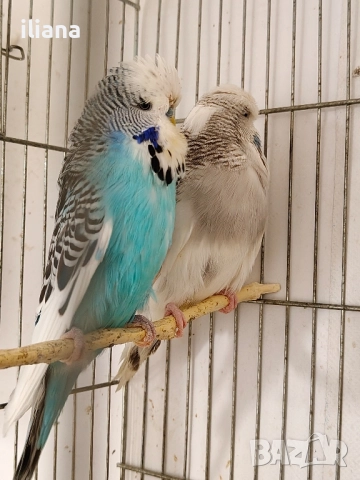 продавам различни видове папагали, снимка 3 - Папагали - 52450832