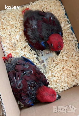 Папагали Еклектус бебета ( едно свободно)