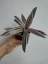 Традесканция, Tradescantia Spathacea Tricolor, снимка 1