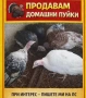 Продавам коч, кози , пуйки , паун , снимка 2