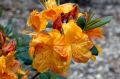 Рододендрон Клондайк, Rhododendron Klondyke, снимка 4