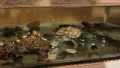 Земноводни костенурки с аквариум, снимка 1 - Аквариуми - 45646551