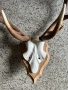 ловен трофей от благороден елен, снимка 2