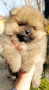 померан, мини померан , снимка 5